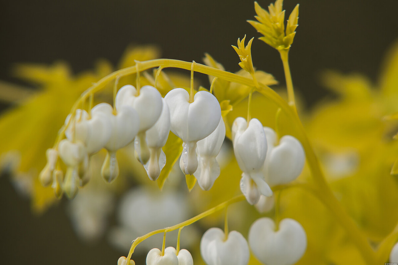 Dicentra White Gold, Loukykvět