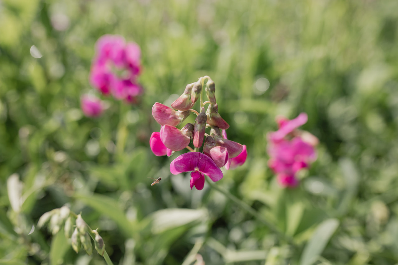 Tuoksuherne Red Pearl, Loukykvět