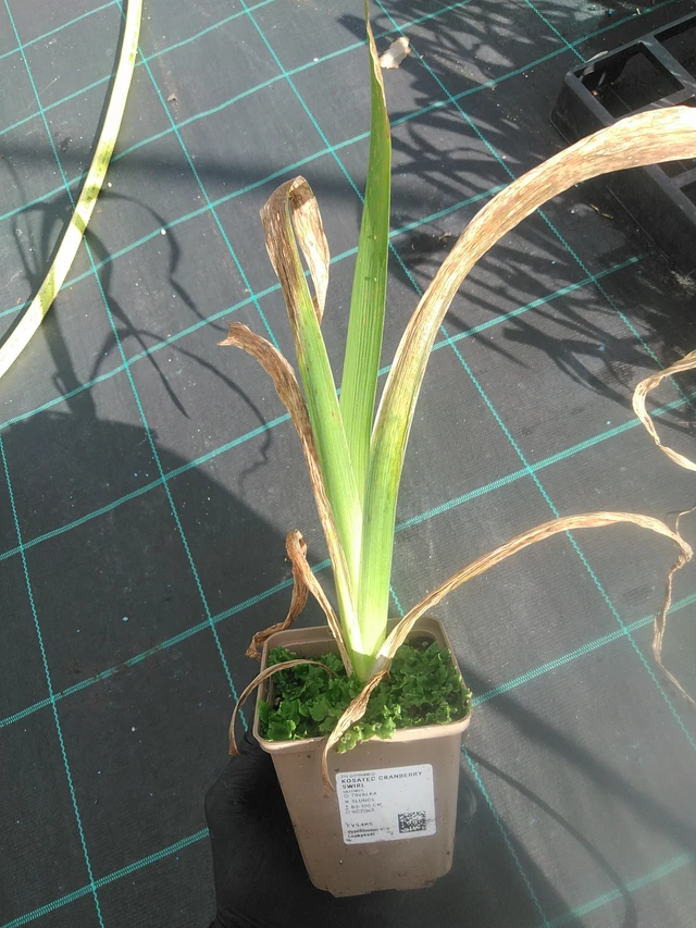 Kurjenmiekka Cranberry Swirl - 13. 10. 2025