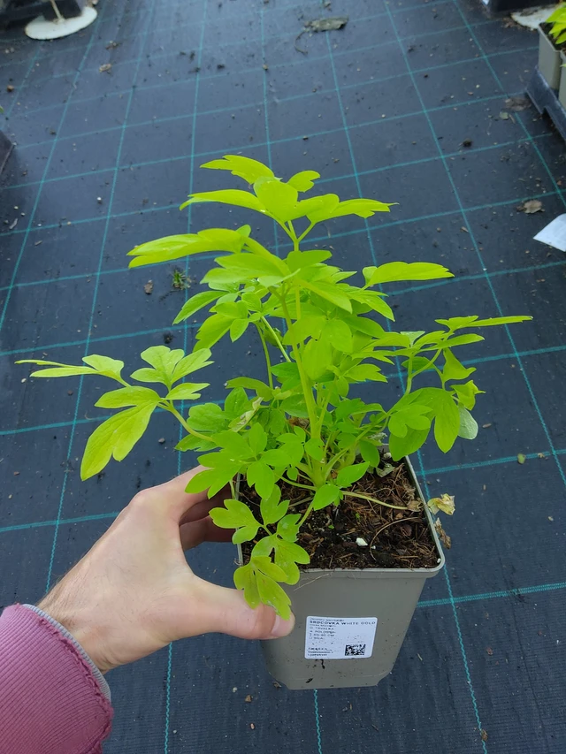 Dicentra White Gold - 17. 9. 2025