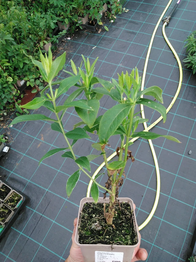 Syysleimu Fujiyama - 28. 7. 2025