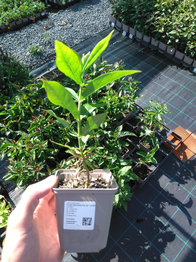 Kiiltoleimu Duchess of York - 20. 6. 2025