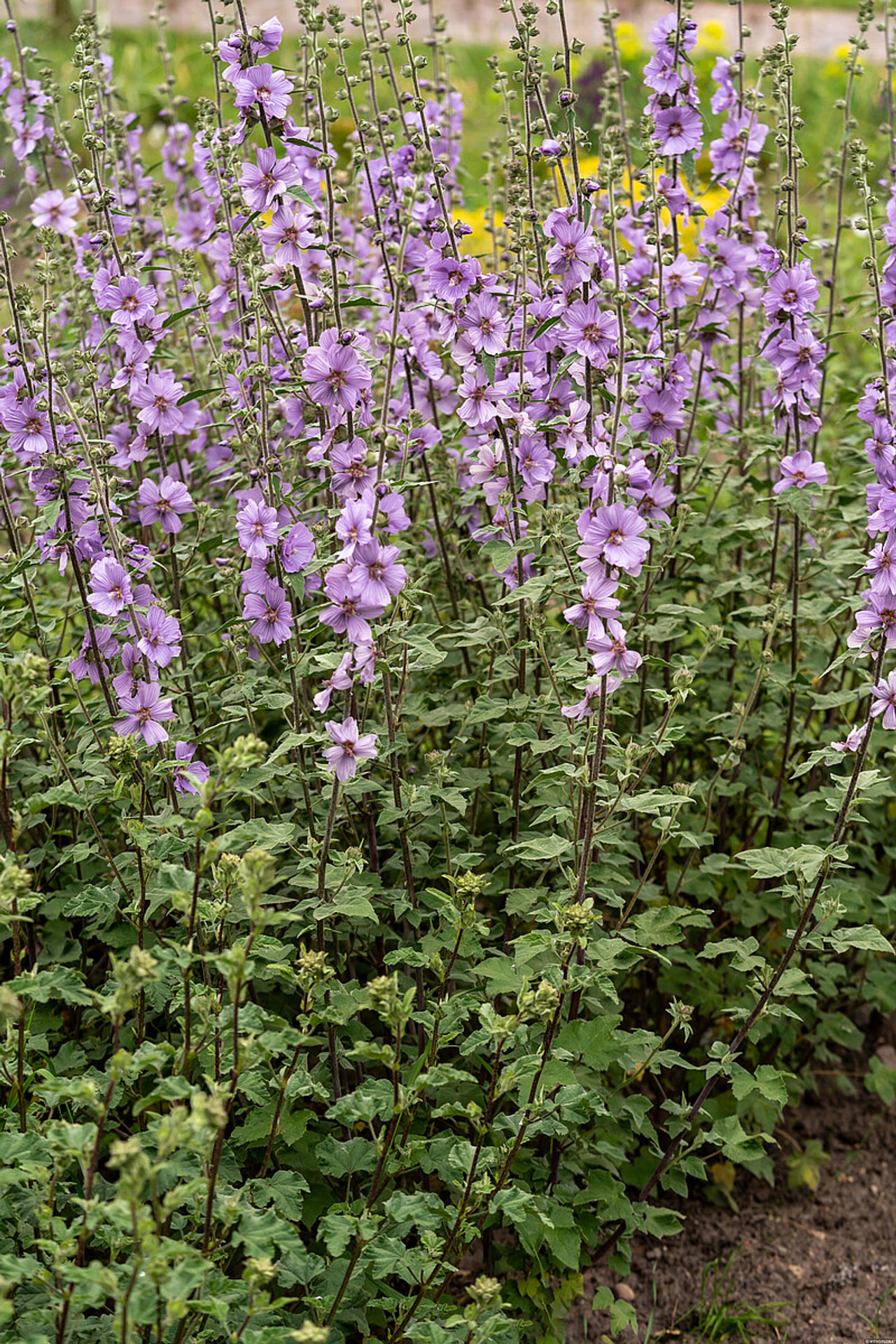 Malvikki Lilac Lady, Loukykvět