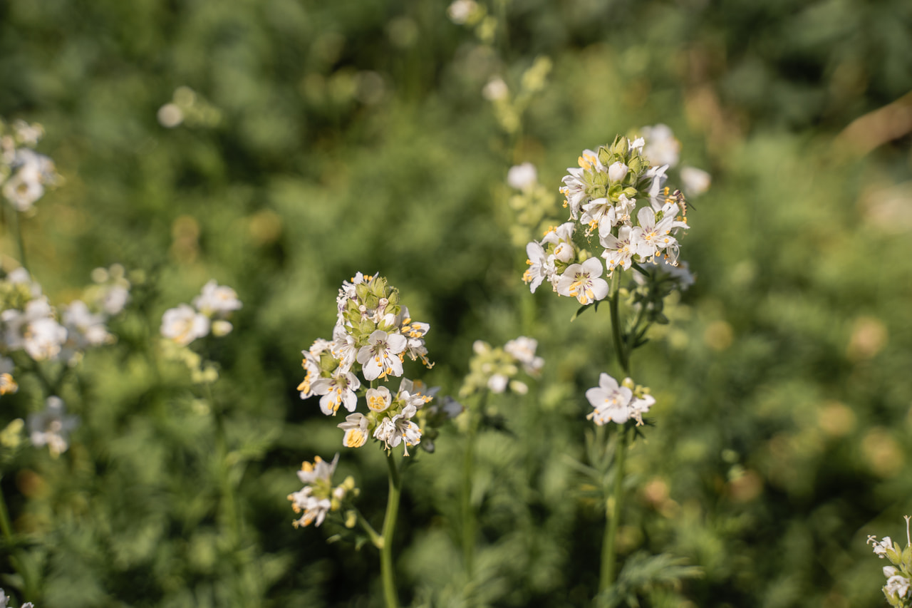 Sinilatva Filigree Clouds, Loukykvět