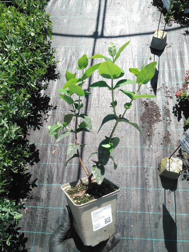 Hipérico Globo Champagne - 19. 8. 2025