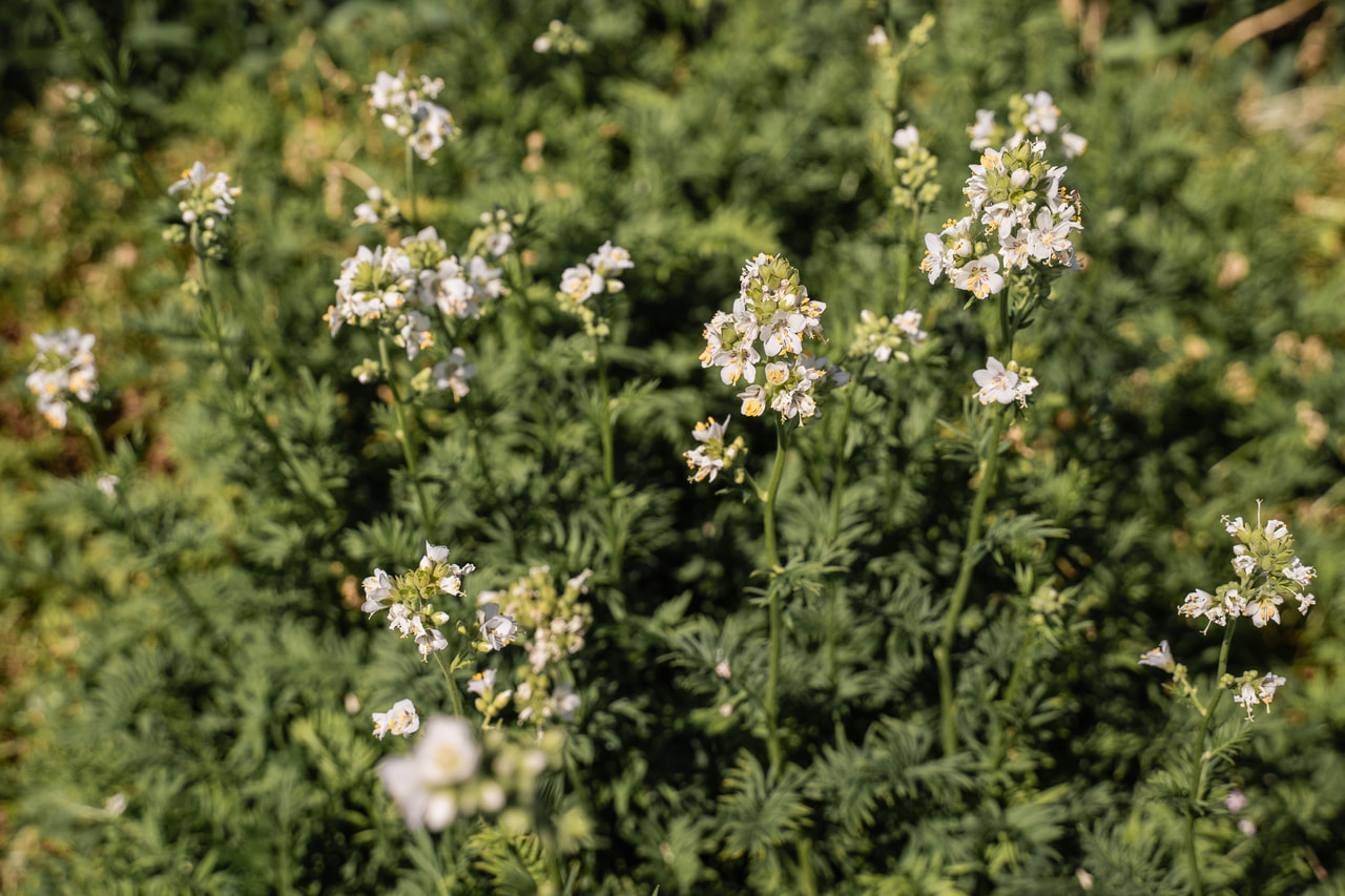 Sinilatva Filigree Clouds, Loukykvět