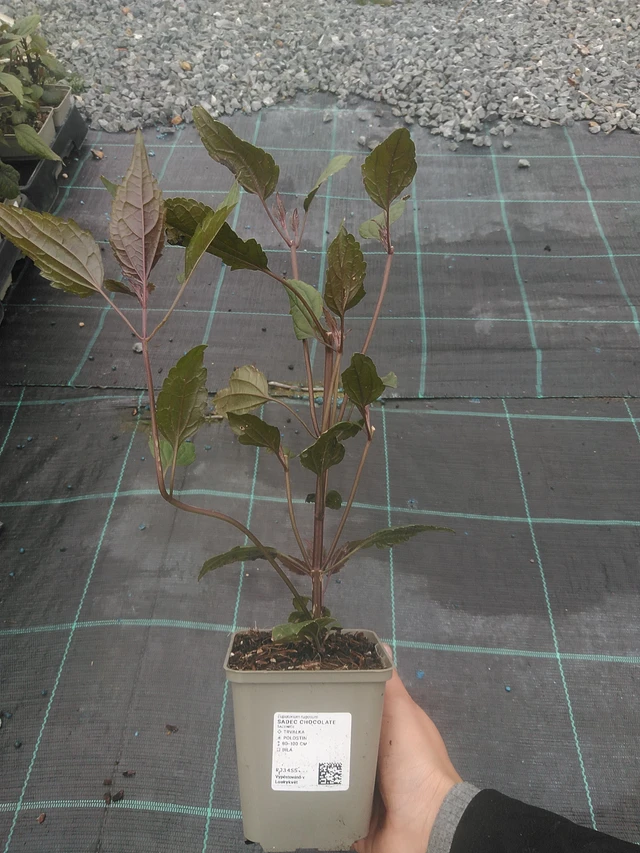 Punalatva Chocolate - 10. 10. 2025