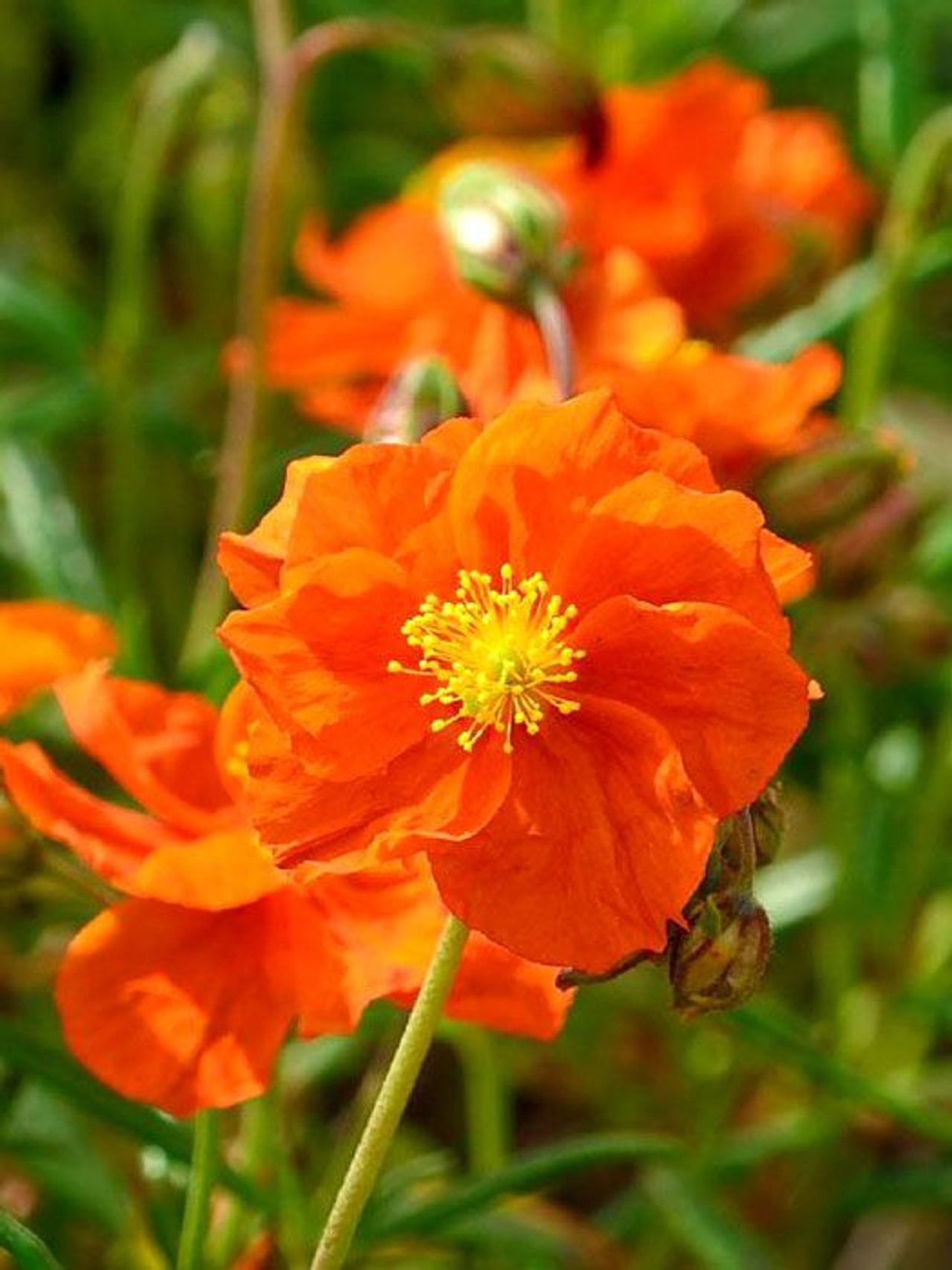 Päivännouto Bronzeteppich, Loukykvět