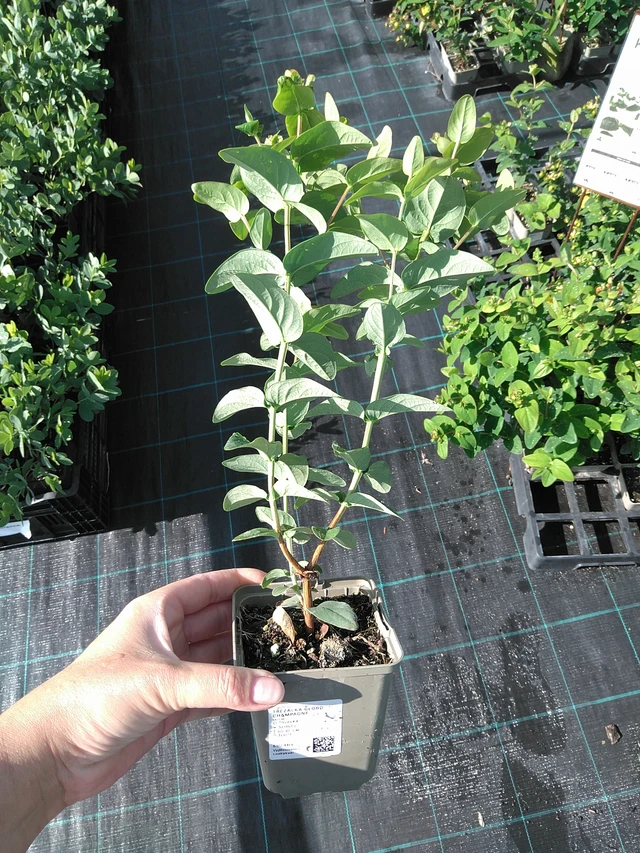 Hipérico Globo Champagne - 11. 7. 2025