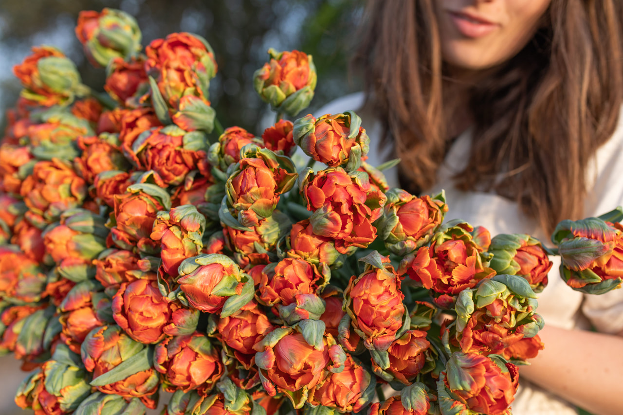 Tulppaani Hermitage Double, Loukykvět