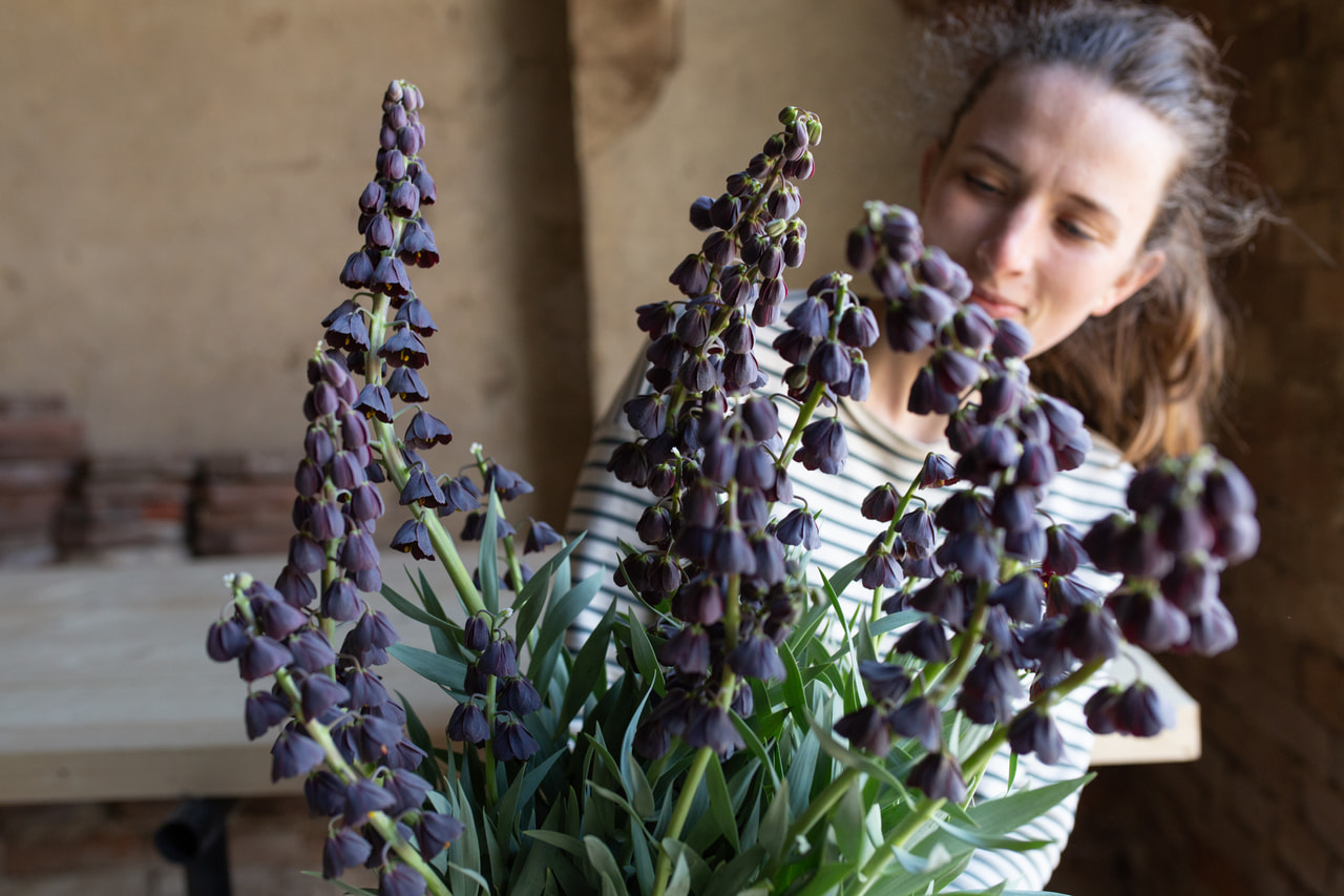 Persianpikarililja, Loukykvět