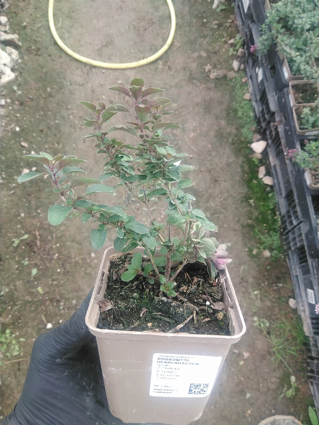 Oregano Herrenhausen - 10. 9. 2025