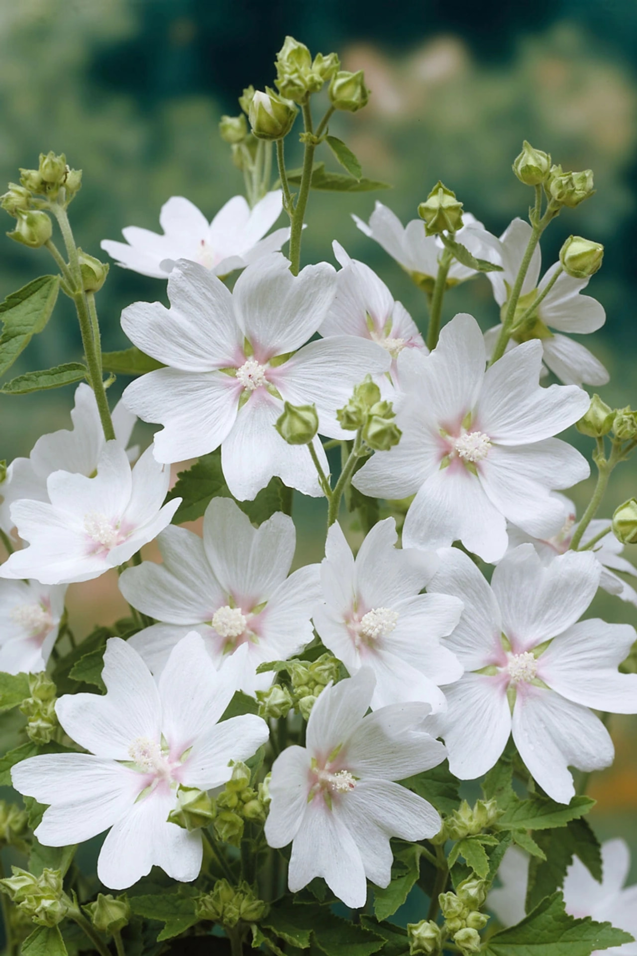 Kesämalvikki White Angel, Loukykvět