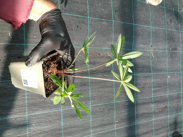 Lupiini Band of Nobles Kastellan - 1. 9. 2025