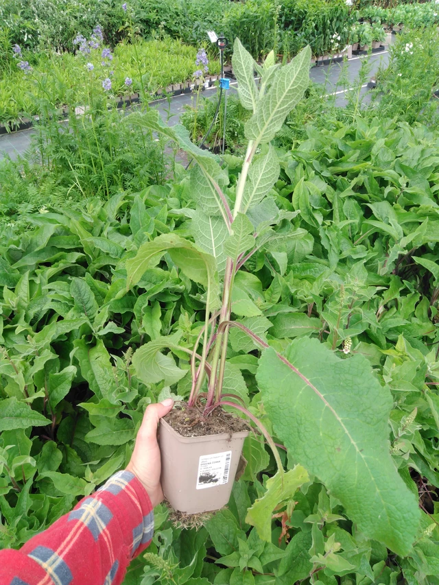 Verbascum nigrum - 2024