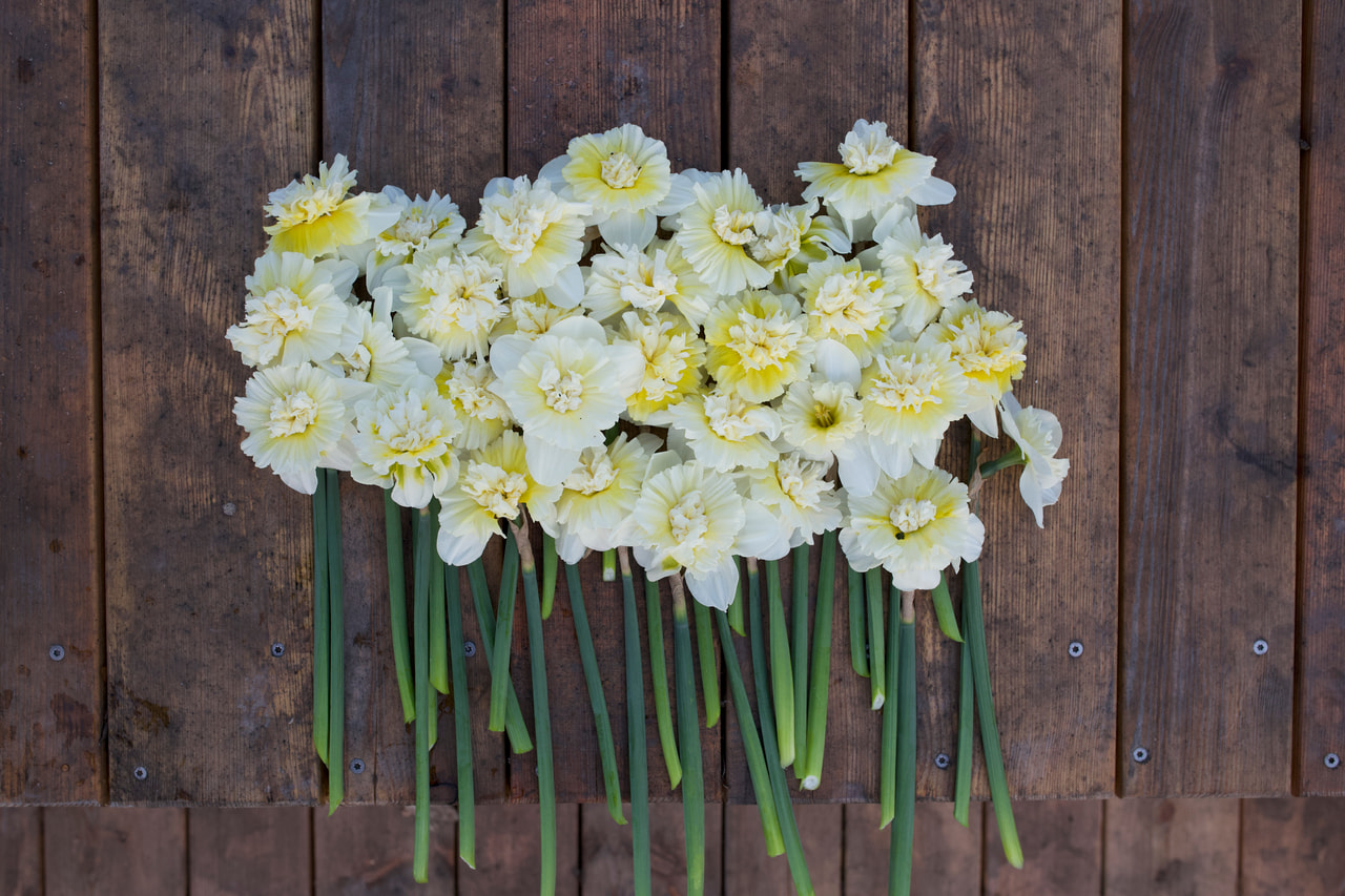 Narsissi Ice King, Loukykvět