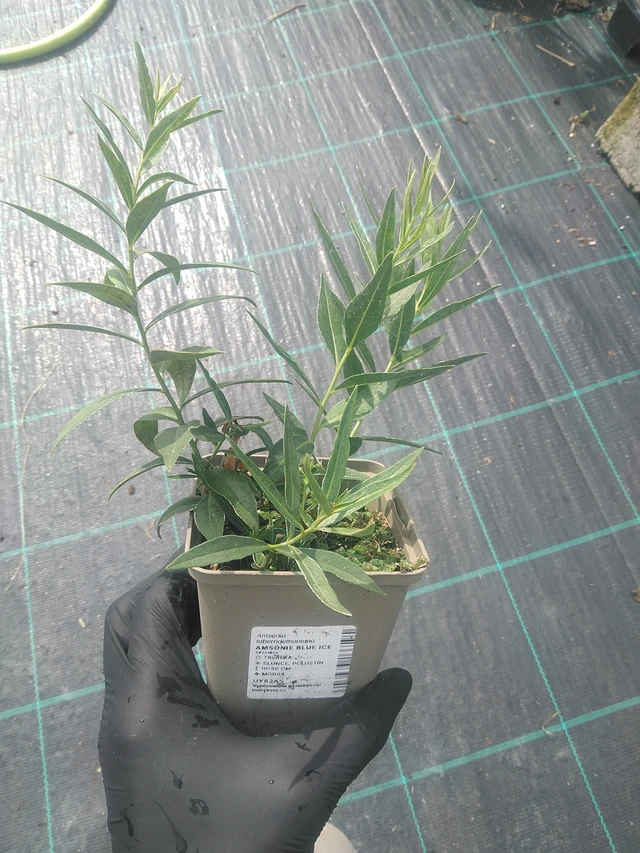 Amsonia Blue Ice - 10. 9. 2025