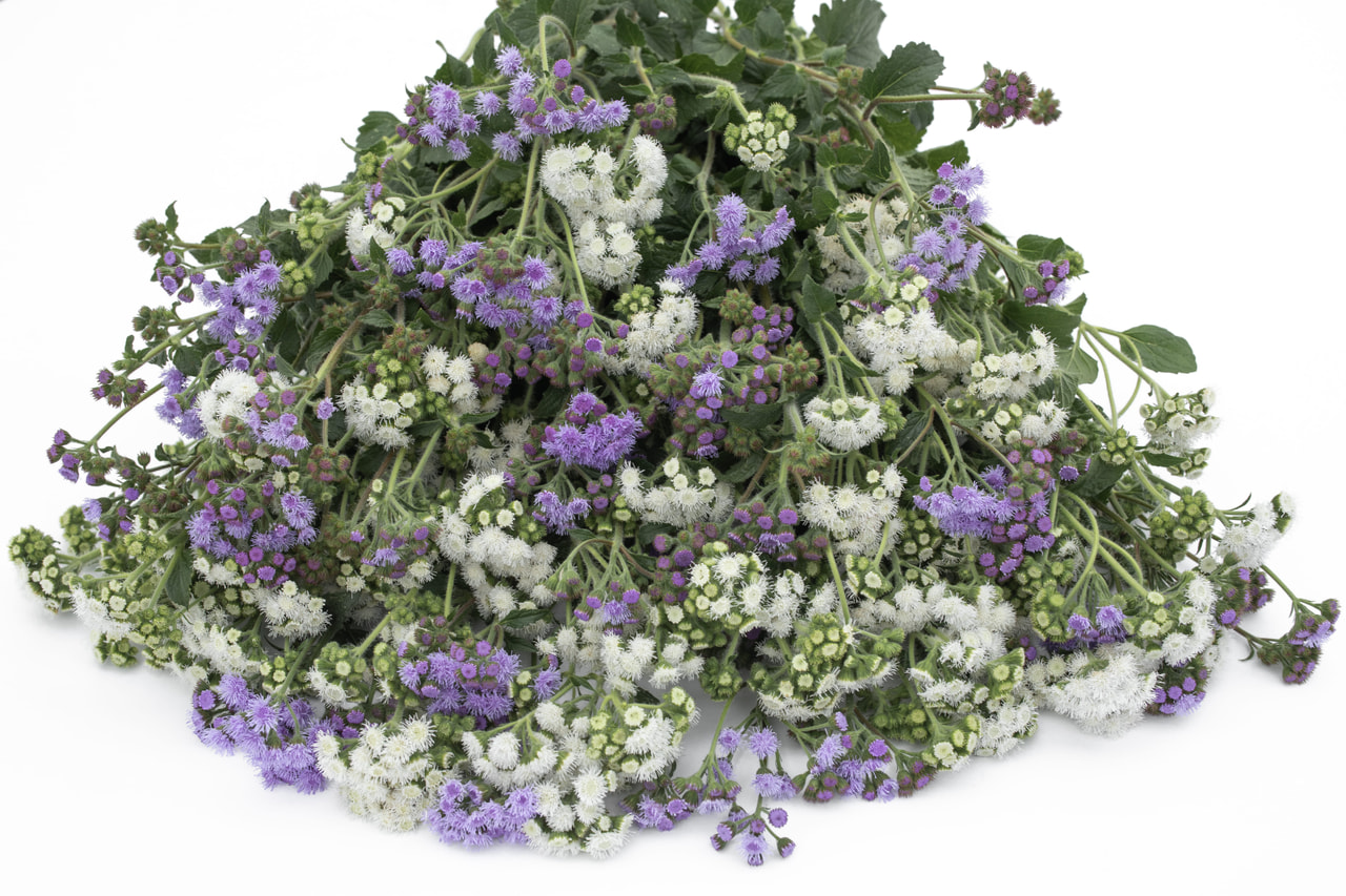 Sinitähtönen Frosted Mix, Loukykvět