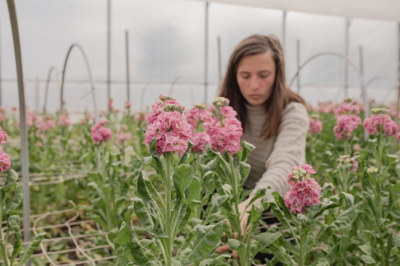 Stock StoX Rose Pink, Loukykvět