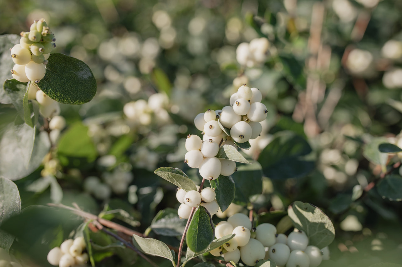 Sinforicarpus Magical White Dream, Loukykvět