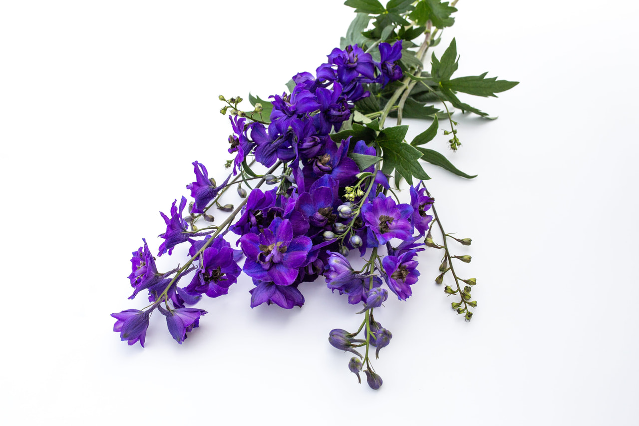 Espuela de caballero Magic Fountains Dark Blue (Dark Bee), Loukykvět