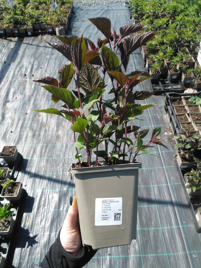 Punalatva Chocolate - 13. 5. 2025