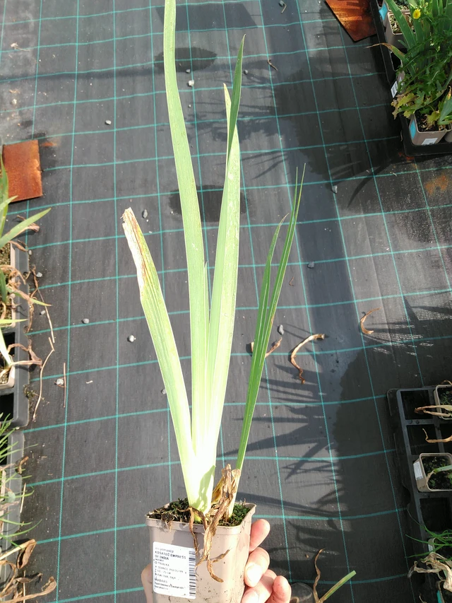 Kurjenmiekka Empress of India - 24. 6. 2025