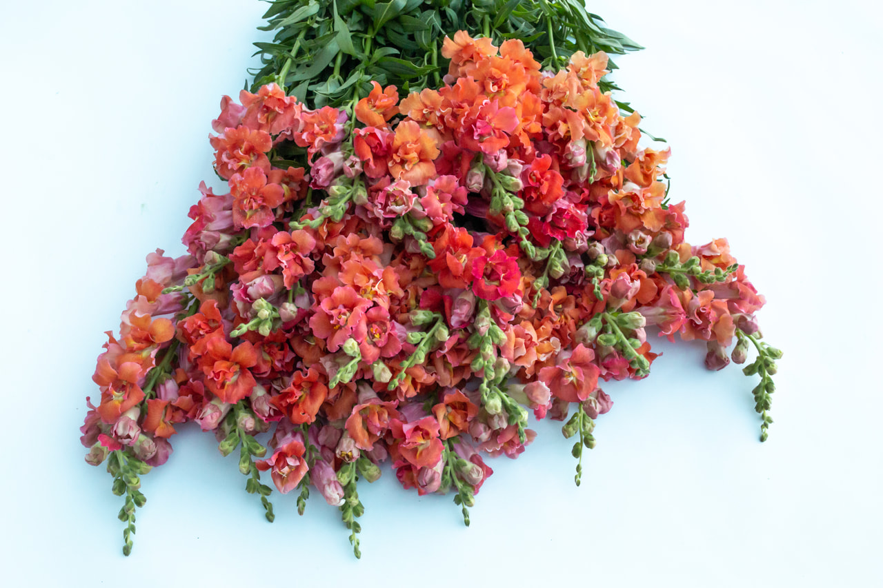 Leijonankita Madame Butterfly Bronze, Loukykvět