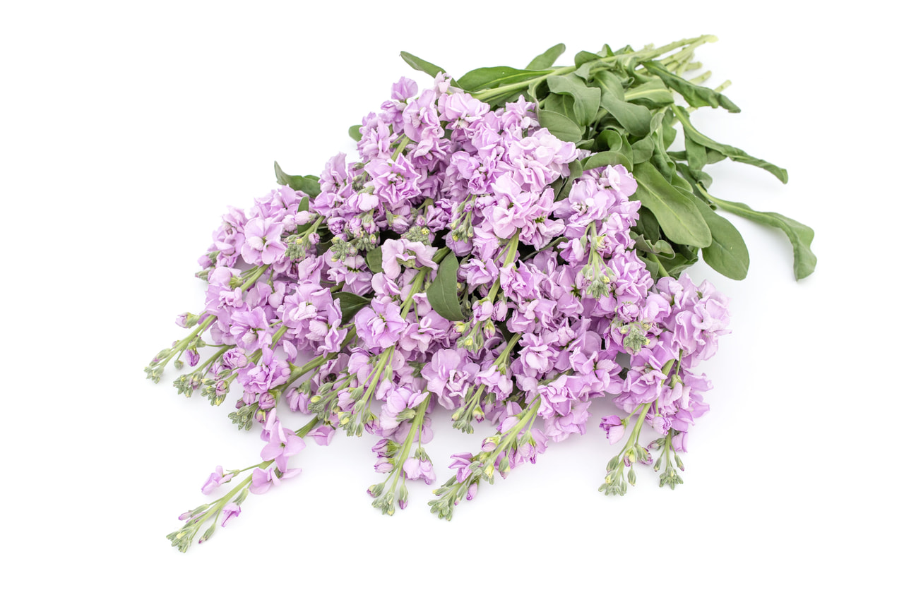 Stock Katz Light Lavender, Loukykvět