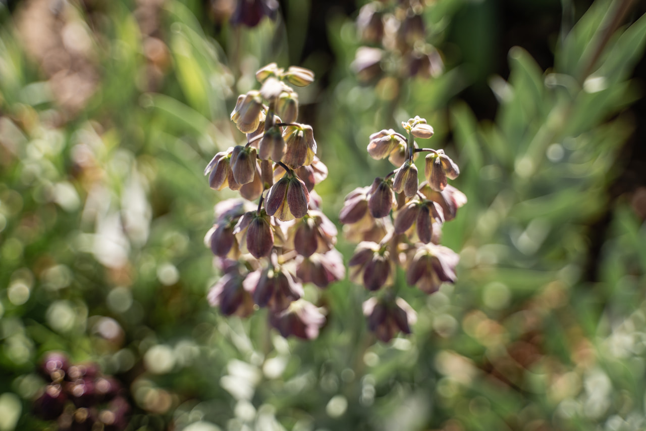 Persianpikarililja Magic Bells, Loukykvět