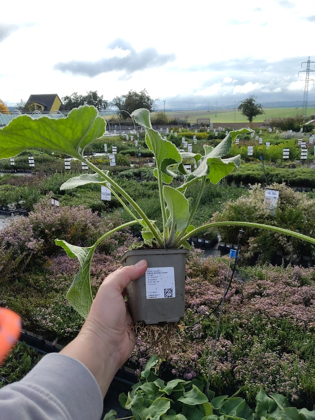 Phlomis Russeliana - 9. 10. 2025