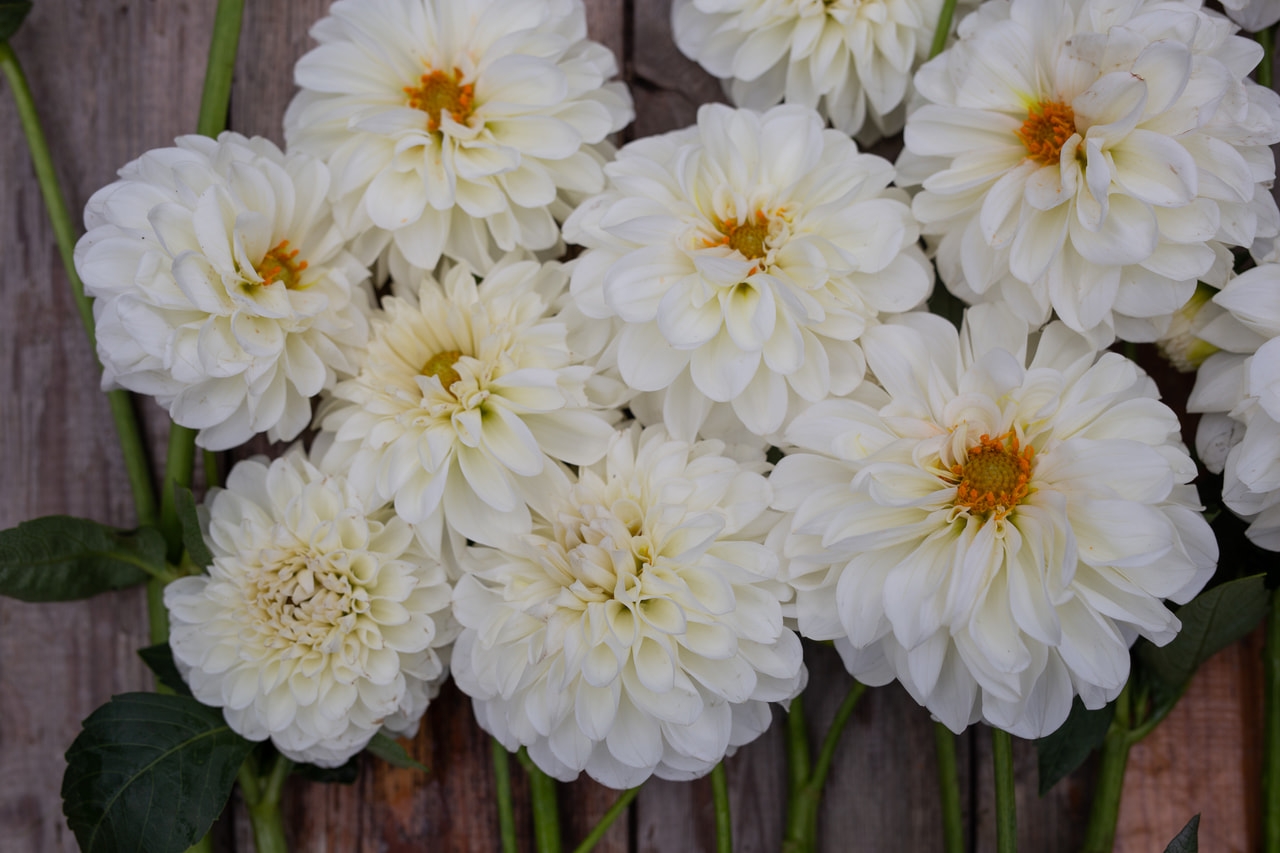 Daalia Boom Boom White, Loukykvět