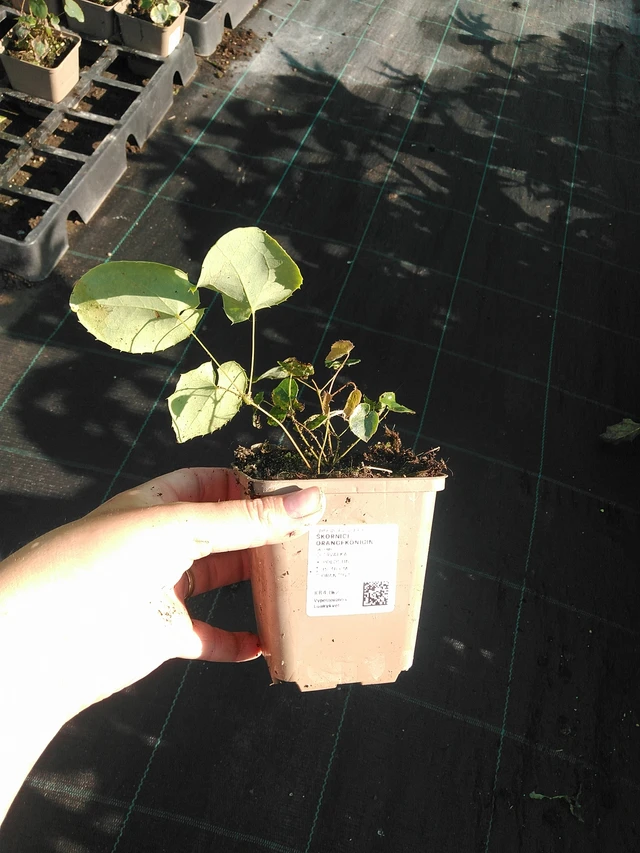 Epimedium Orangekönigin - 19. 8. 2025