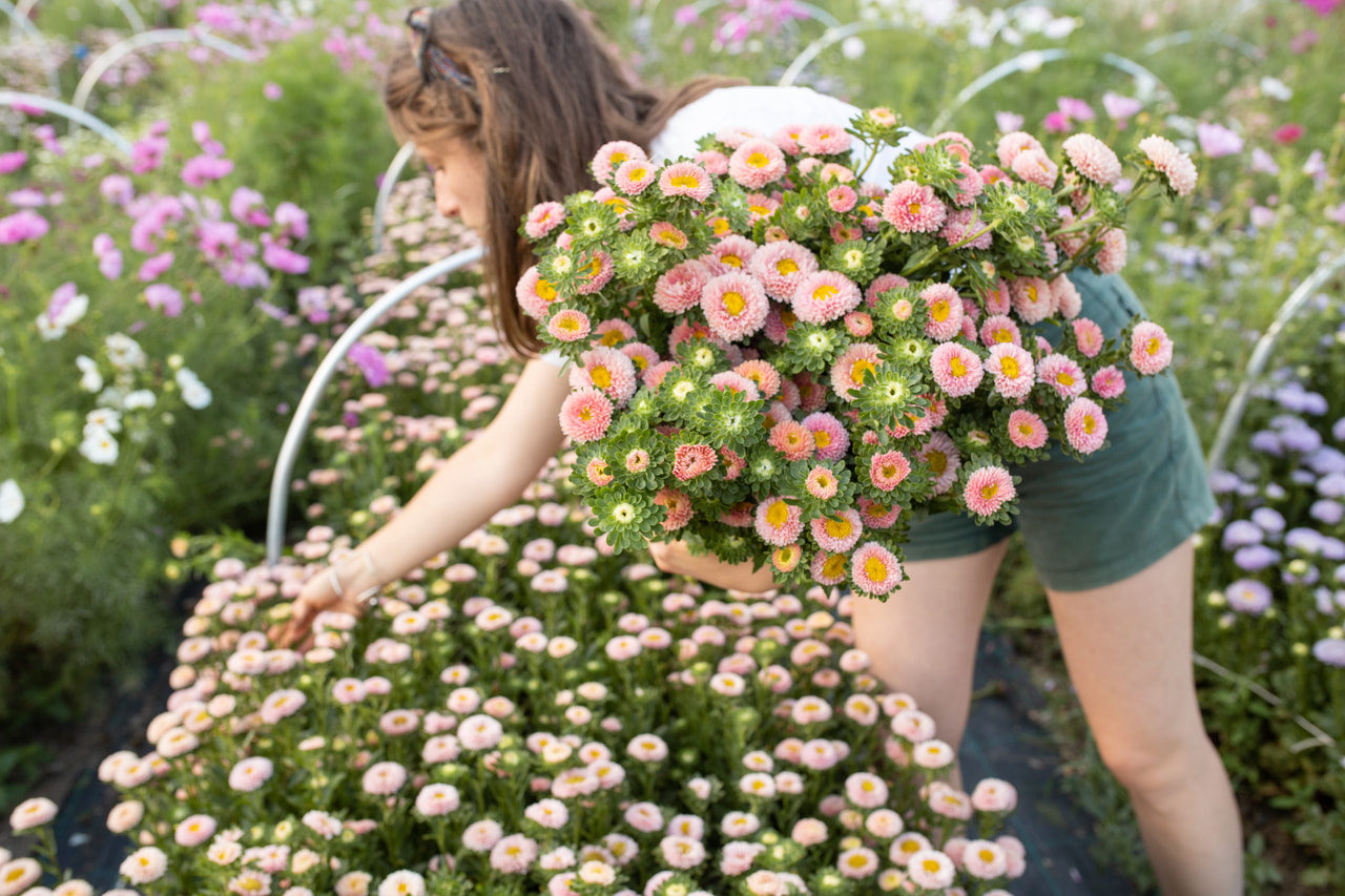 Kiinanasteri Matsumoto Apricot, Loukykvět