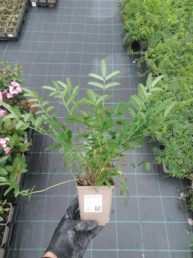 Sanguisorba Pink Tanna - 4. 8. 2025