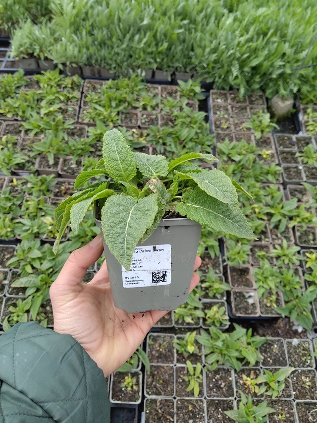 Salvia pratensis Swan Lake - 21. 4. 2026