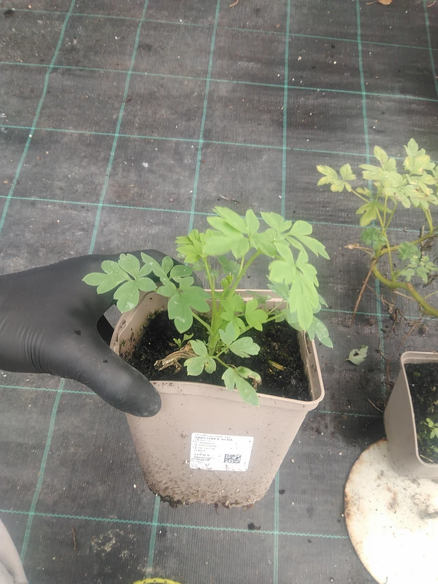 Corazón de María Alba - 10. 9. 2025