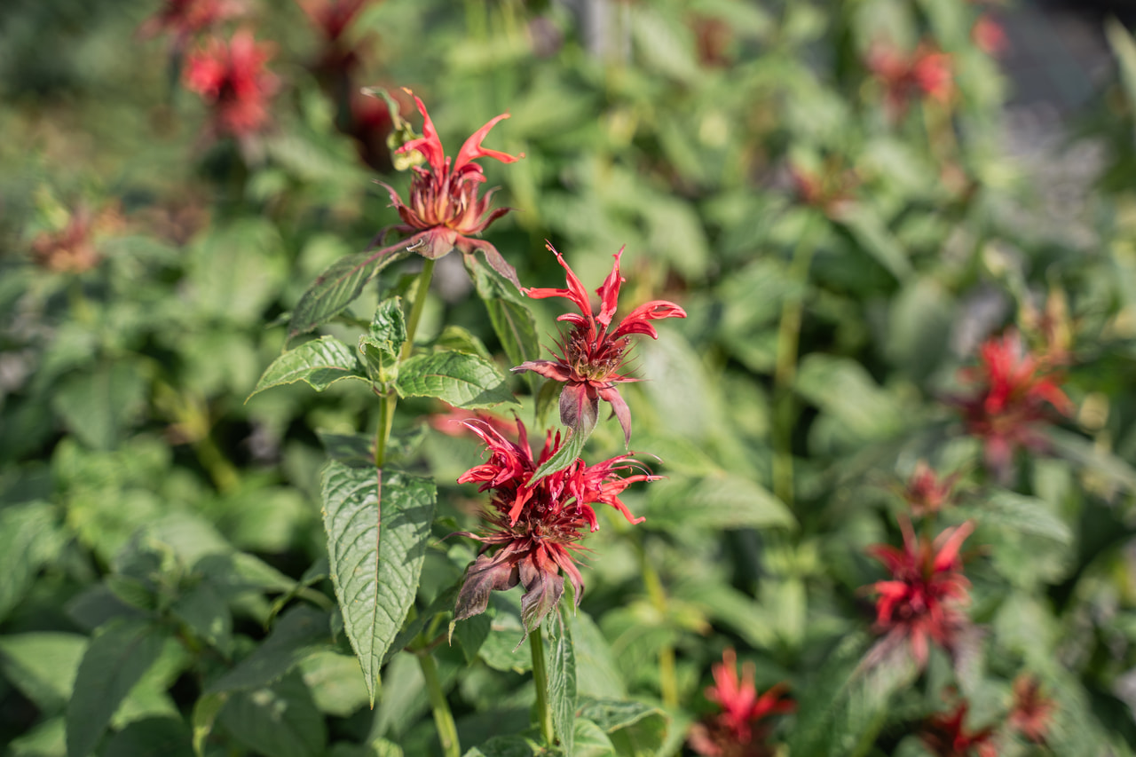 Väriminttu Cambridge Scarlet, Loukykvět