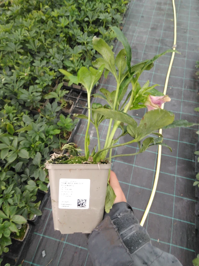 Jouluruusu Pretty Ellen Red - 10. 9. 2025