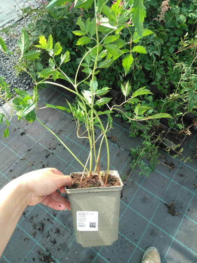 Jaloangervo Cattleya - 11. 7. 2025