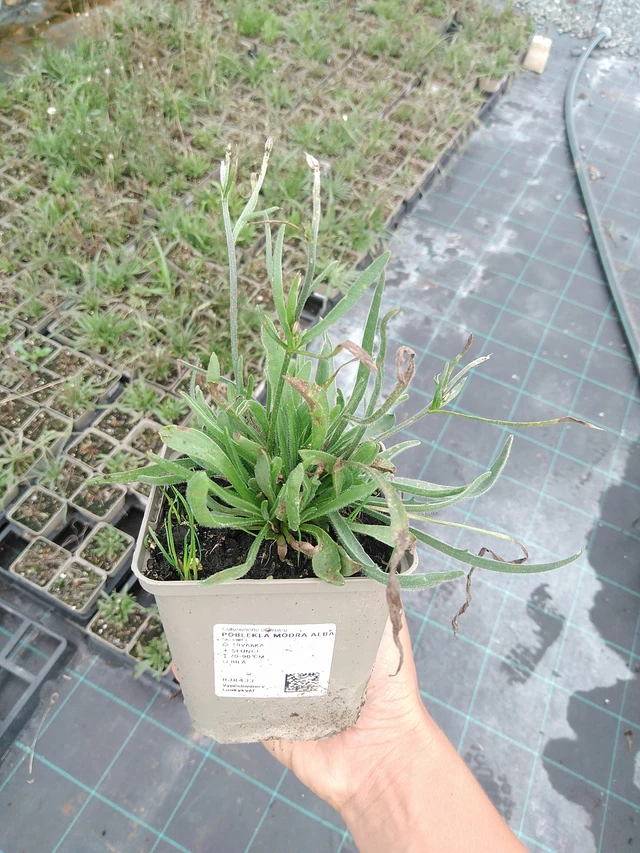 Siniharmaakello Alba - 10. 9. 2025