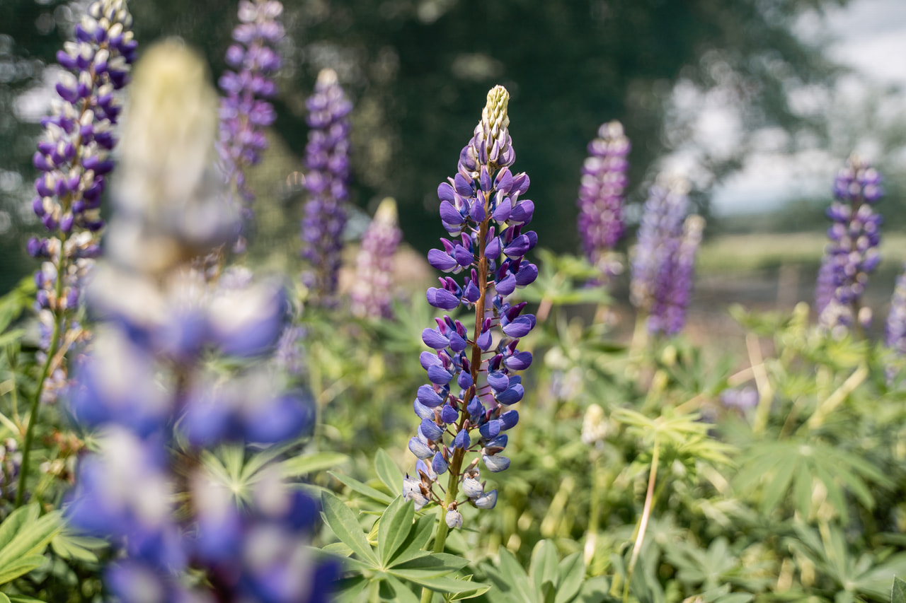 Lupiini Band of Nobles Kastellan, Loukykvět