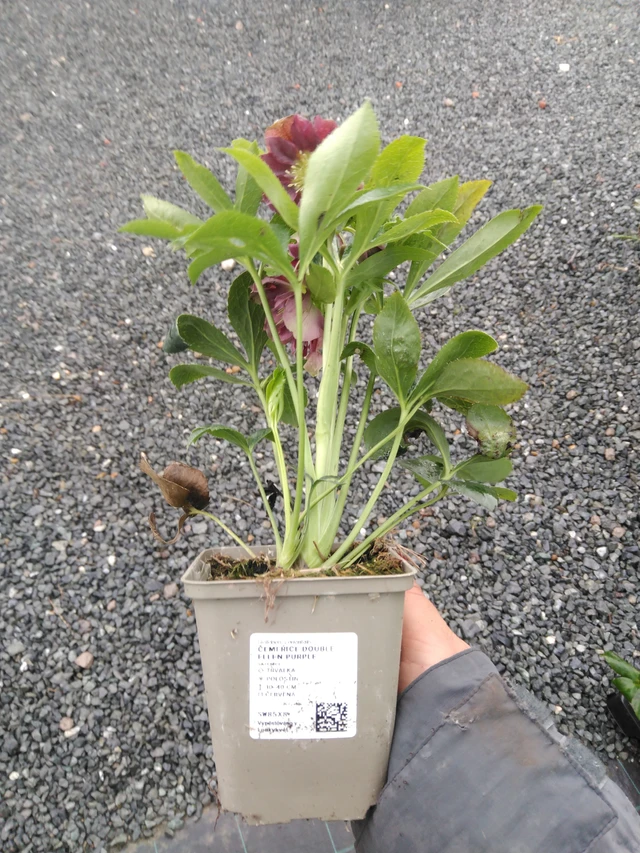 Jouluruusu Double Ellen Purple - 10. 9. 2025