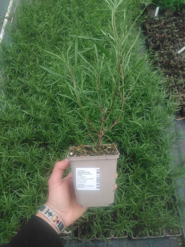 Coreopsis Limerock Ruby - 2024