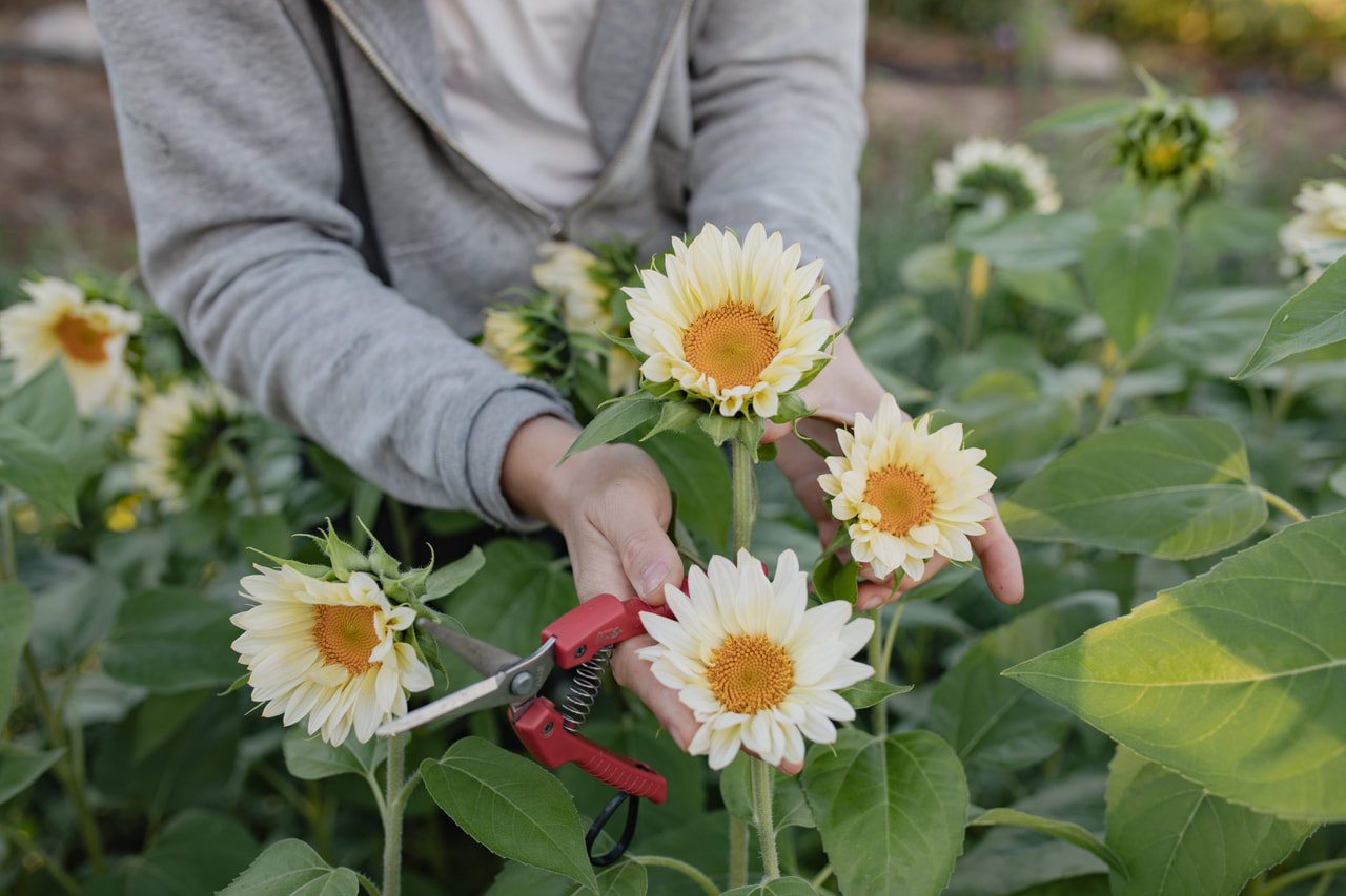 Zonnebloem ProCut White Lite, Loukykvět