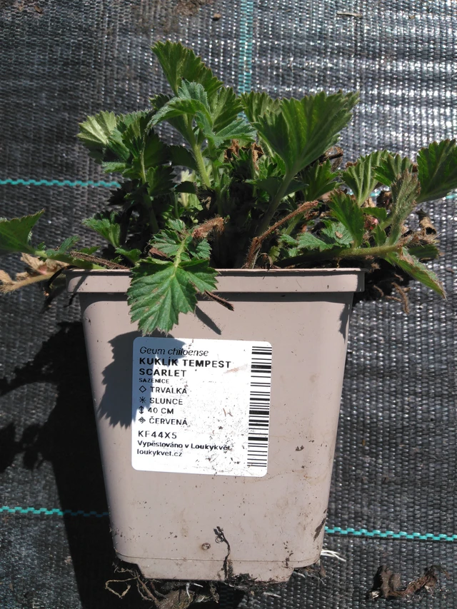 Geum Tempest Scarlet - 3. 4. 2025