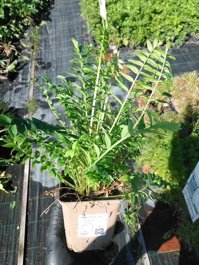 Sinilatva Blue Pearl - 19. 8. 2025