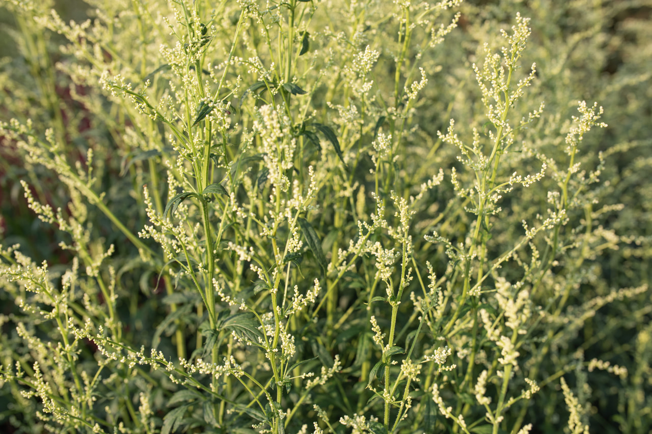 Artemisa, Loukykvět