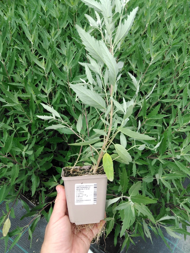 Caryopteris Heavenly Blue - 2024