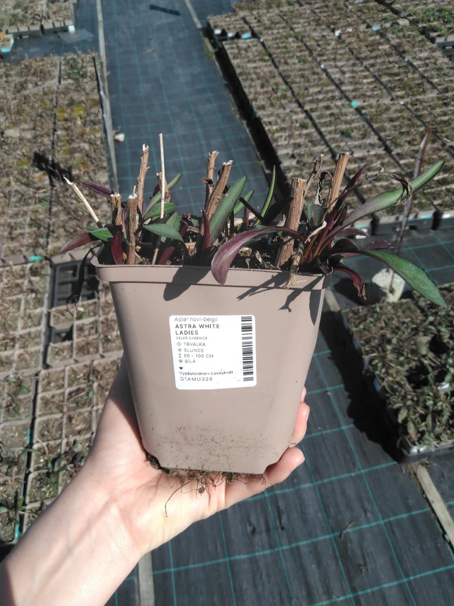 Syysasteri White Ladies - 3. 4. 2025